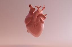 Des scientifiques créent un atlas des cellules du coeur 