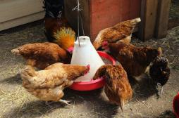 Grippe aviaire : un plan d'urgence sanitaire  activé