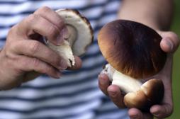 Champignons sauvages : 318 cas d’intoxication en deux semaines