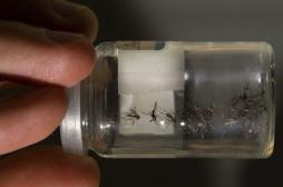 Dengue : 2 cas autochtones confirmés et 4 suspects dans le Gard