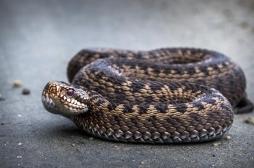 Un serpent responsable de deux cas de syndrome des loges