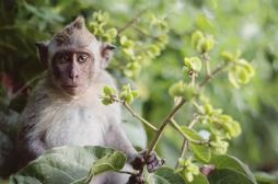 Sida : des anticorps protègent des singes pendant 6 mois