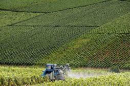 Pesticides : la famille d’un viticulteur porte plainte contre X