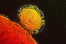 Coronavirus : un Allemand décède du virus