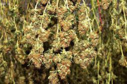 Cannabis : les joints d'herbe pure seraient moins nocifs 