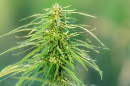 Cannabis thérapeutique : l'Allemagne donne son feu vert