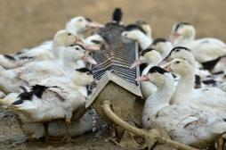 Grippe aviaire : une pénurie de foie gras à Noël