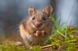 Stimulation cérébrale : des souris transformées en féroces prédateurs 