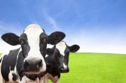 Les animaux d’élevage font les résistances aux antibiotiques