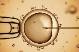 Au Etats-Unis, des scientifiques développent un embryon homme-mouton