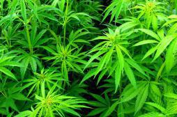 Cannabis : Terra Nova présente son modèle pour légaliser