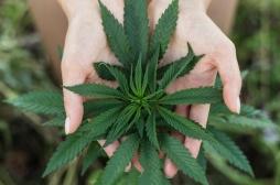La Californie sur le point de légaliser le cannabis à des fins récréatives