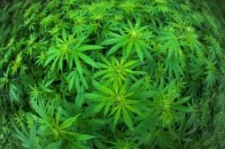 Cannabis : les jeunes partagés sur la légalisation 
