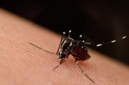 Zika : fin de l'urgence mondiale