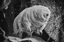 L’ADN du tardigrade révèle les secrets d’un animal presque immortel