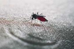 Dengue : les asymptomatiques peuvent transmettent le virus aux moustiques