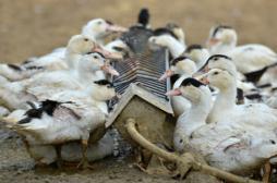 Grippe aviaire : l’épizootie s’étend en Europe 