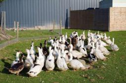 Grippe aviaire : le ministère débloque 130 millions d'euros pour les éleveurs
