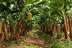 Chlordécone aux Antilles : comment s'est-on débarrassé des stocks après l'interdiction du pesticide ? 