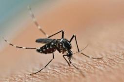 Alerte rouge au moustique tigre : 57 départements français concernés 