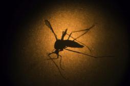 Zika : le moustique reste l’animal le plus meurtrier au monde