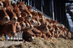 Antibiotiques : l’usage pour le bétail encadré