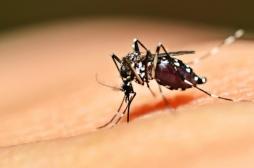 Dengue : 130 cas confirmés en Côte d'Ivoire 