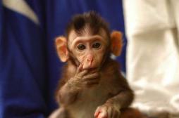Expérimentation animale : une pétition relance le débat 