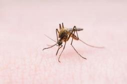 Paludisme : un champignon génétiquement modifié capable de tuer les moustiques 