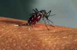 Zika : le moustique Aedes est un médiocre vecteur du virus