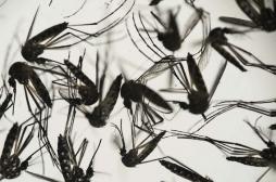 Zika : Marisol Touraine conseille aux femmes enceintes d'éviter les DOM-TOM