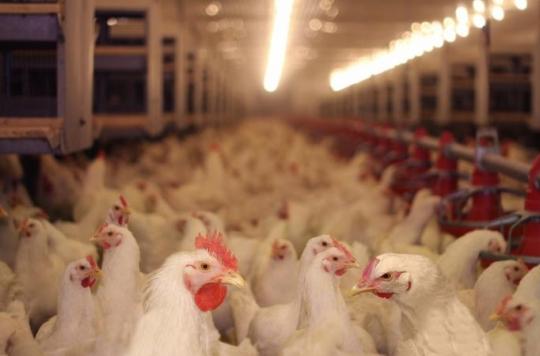 Maltraitance animale : l'association L214 maintient sa plainte contre un élevage de poules