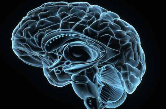 Cerveau : parler deux langues booste la matière grise