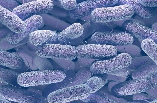 Comment Escherichia coli se joue du système immunitaire 