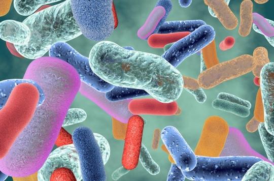ASCO : certaines bactéries du microbiote boostent l’immunothérapie