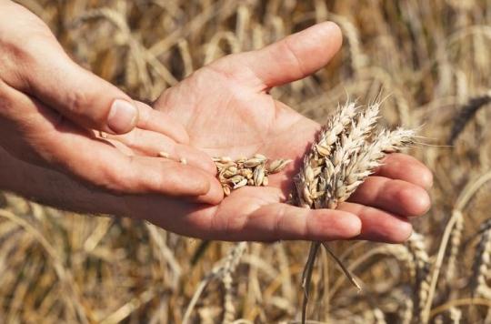 Allergies alimentaires: l'immunothérapie orale efficace contre les allergies au blé