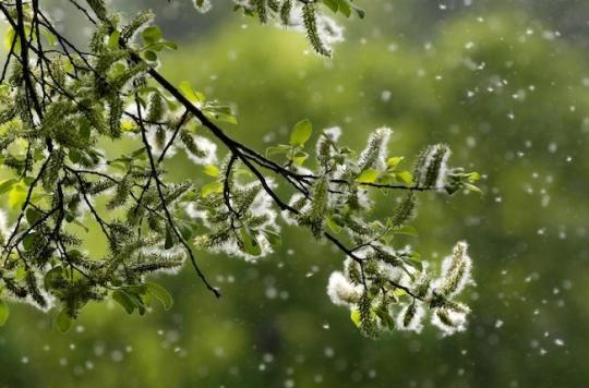 Allergies aux pollens : faut-il s'attendre à ce qu'elles durent tout l'été ? 