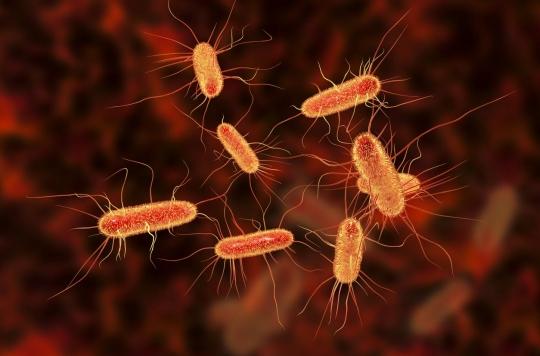 E. coli : le gène qui rend la bactérie insensible aux antibiotiques identifié