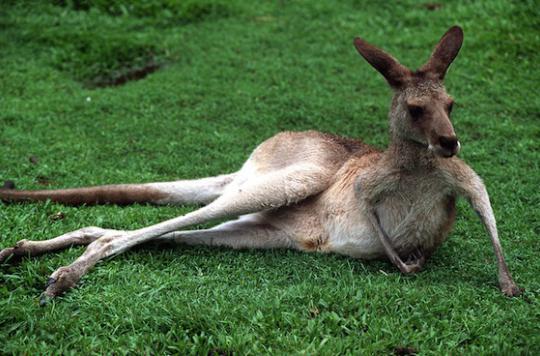 Pourquoi les kangourous utilisent d'abord leur patte gauche