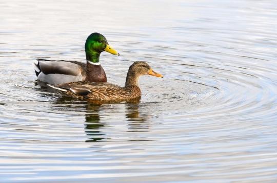 Baignade : attention aux puces de canard dans les lacs  !