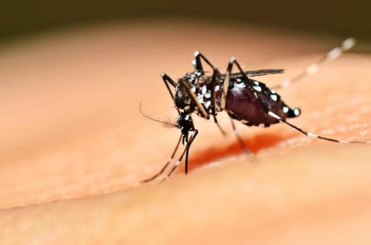 Dengue : pourquoi les patients n'ont pas tous des symptômes