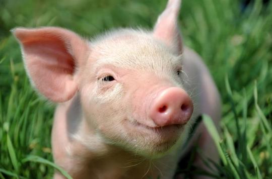 Transplantation : des porcs génétiquement modifiés pour donner leurs organes