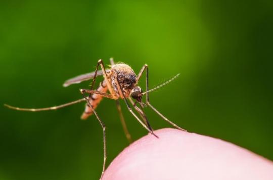 Moustiques génétiquement modifiés : les premiers résultats ne sont pas concluants 