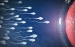 L'âge biologique des spermatozoïdes est un marqueur des chances de grossesse 