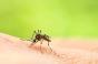 Virus tropicaux en Occitanie : pourquoi Usutu et West Nile sont 