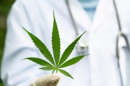 Le débat sur l'utilisation du cannabis thérapeutique
