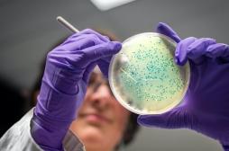 Un nouveau matériau pour protéger les plaies des bactéries résistantes 