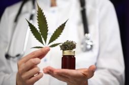 Antibiorésistance : de nouveaux médicaments à base de cannabis ? 