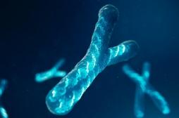 Comment le chromosome Y différencie vraiment les hommes et les femmes