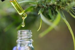 Cannabis thérapeutique : tout savoir sur l’expérimentation qui va démarrer